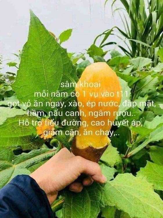 1kg khoai sâm đất ăn như trái cây