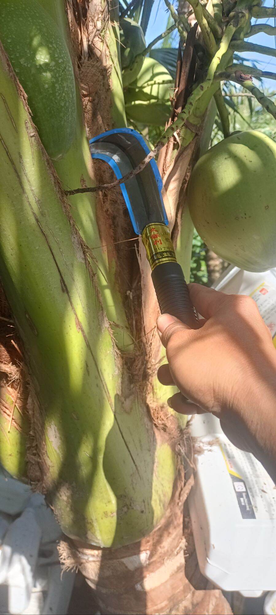 Dụng cụ Rửa Dừa 3 Tấc ( Dụng Cụ hổ trợ nông nghiệp )
