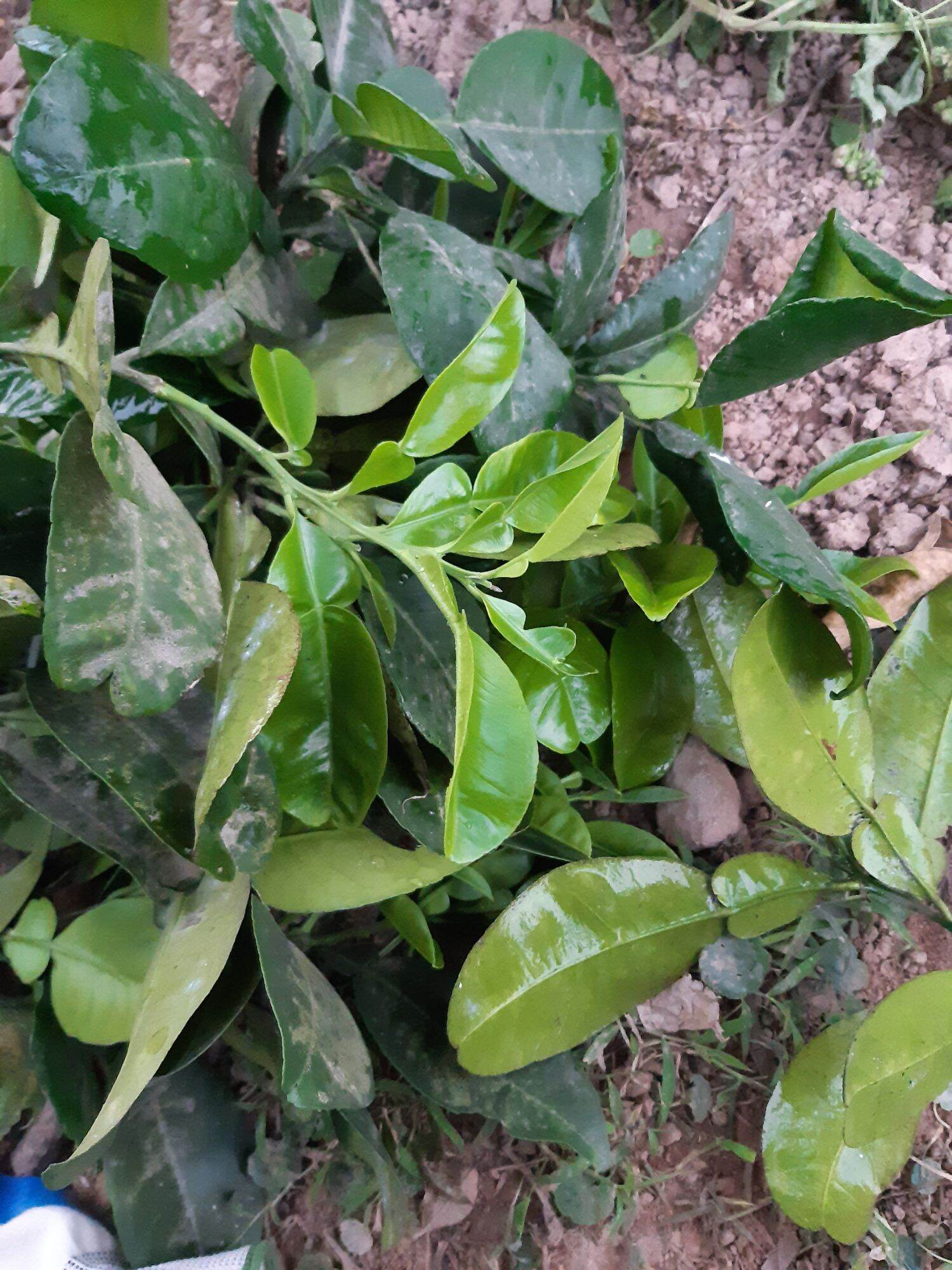 1kg lá bưởi tươi hàng đặt mới hái