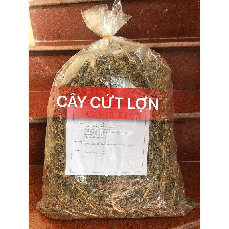 500 gr cây cứt lợn khô hoa tím chữ a viêm xoang.
