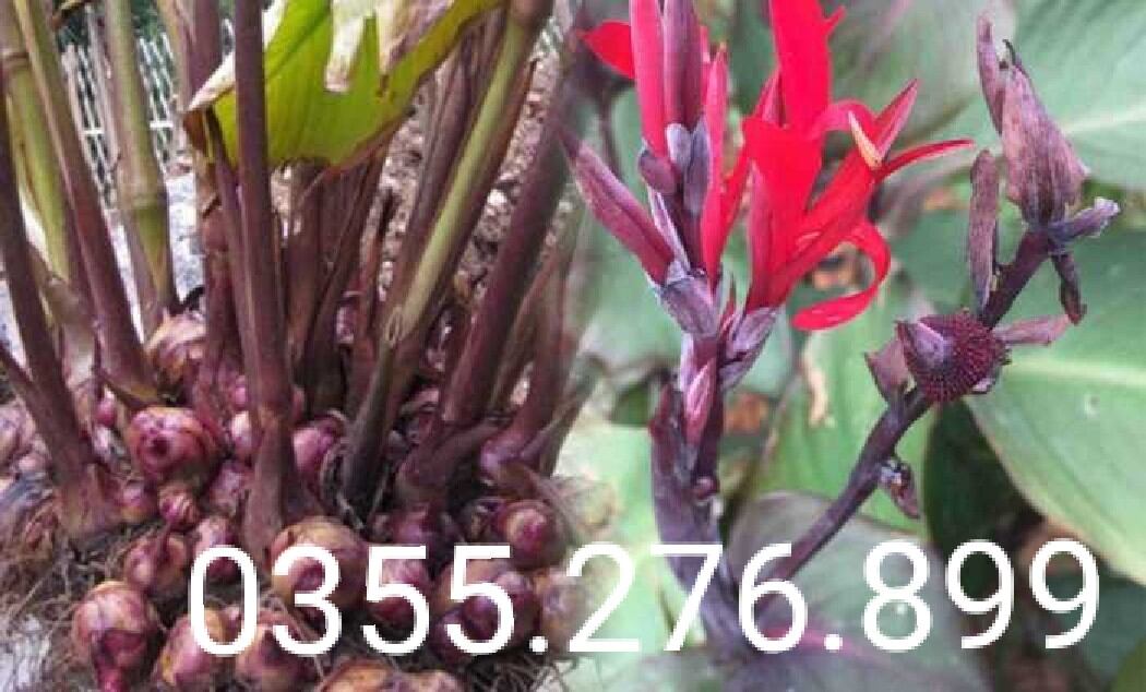 Chuẩn củ dong riềng đỏ tươi 1kg
