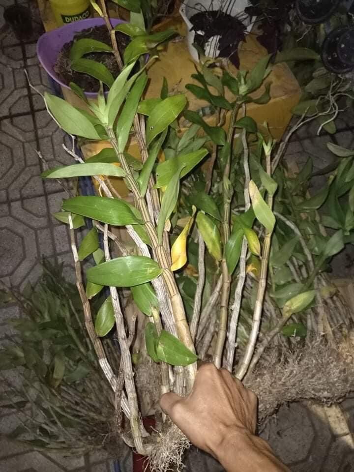 Hoa Lan hoàng thảo Thái bình(khóm 60cm trở lên) vv