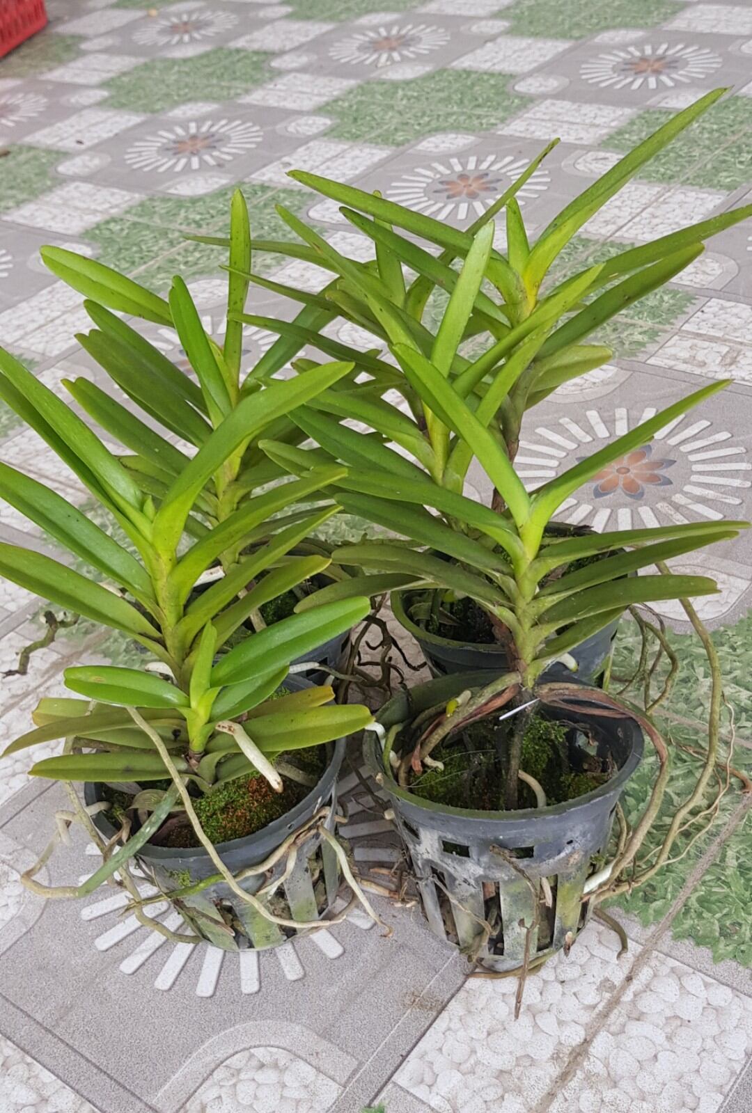 Lan korat koki 1 chậu 60k cây sau 1 năm ra hoa