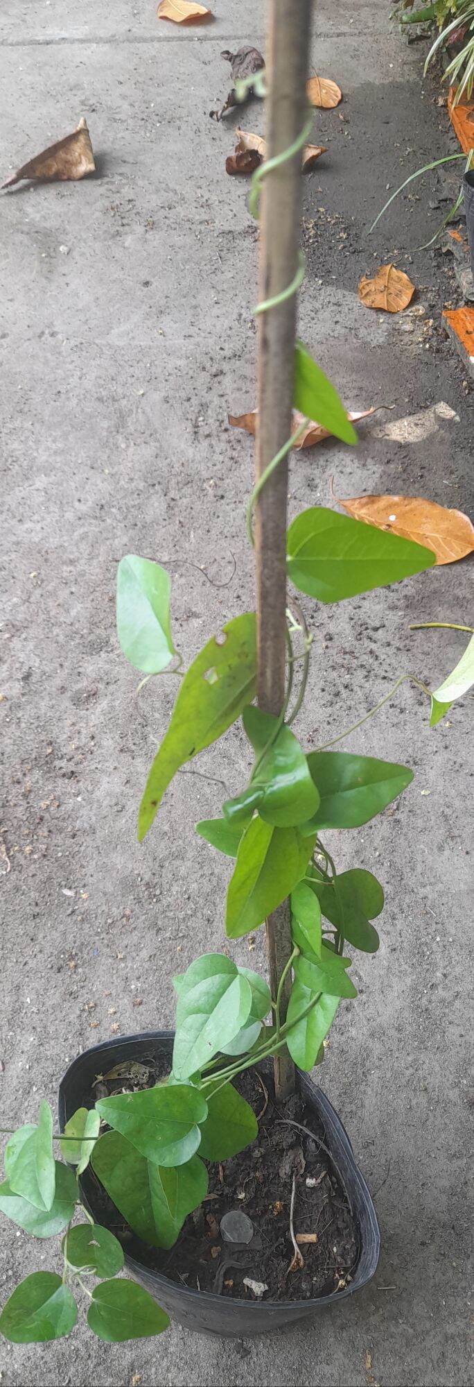 cây sâm lá láng sâm vò chậu cây giống sâm làm thạch ăn mát.