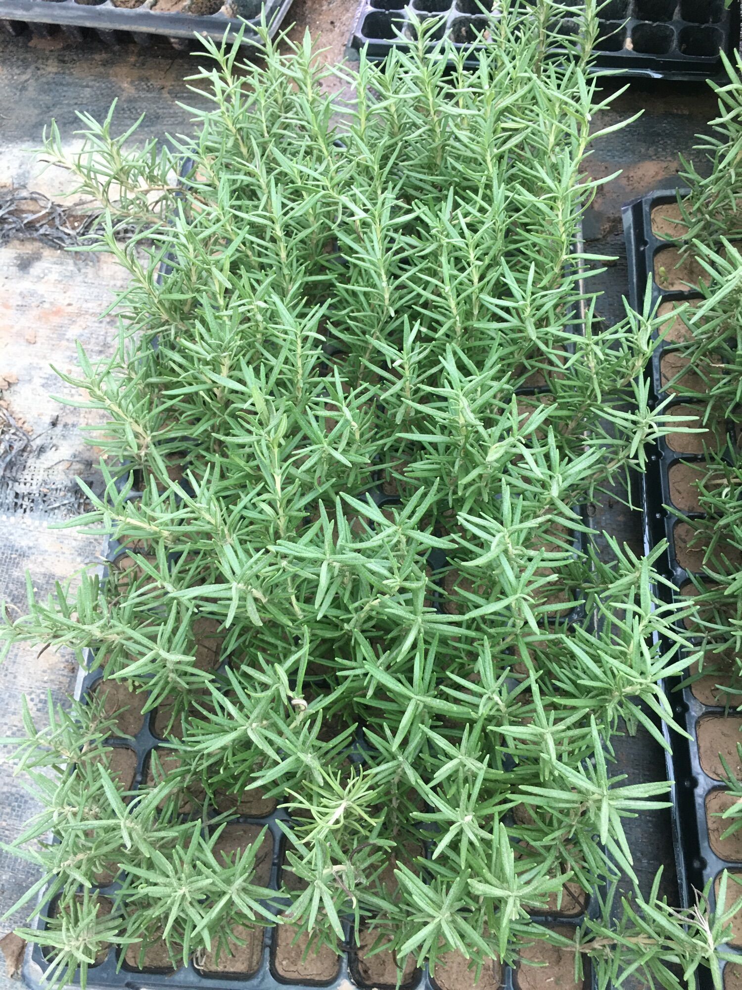 Cây Hương Thảo Giống