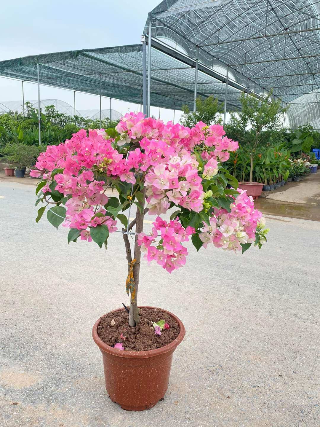Hoa giấy Sakura nguyên bản