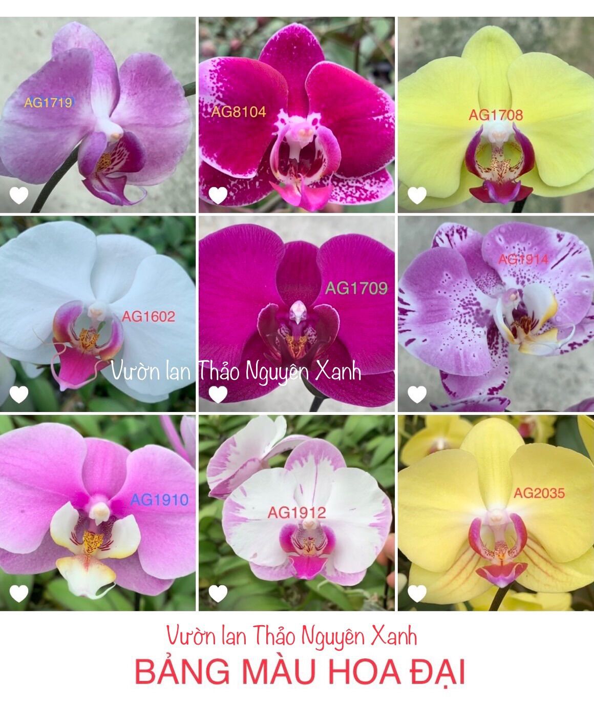 Hồ điệp hoa đại - cây con - được chọn màu