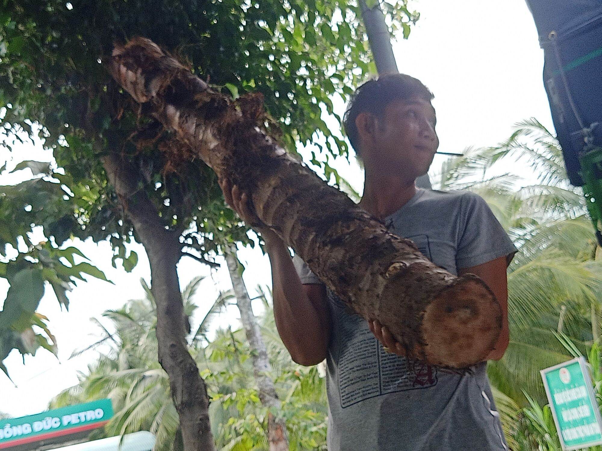 Củ Bạc Hà Núi ( củ lâu năm mọc trên núi Cấm linh thiêng) 10kg trị ung thư