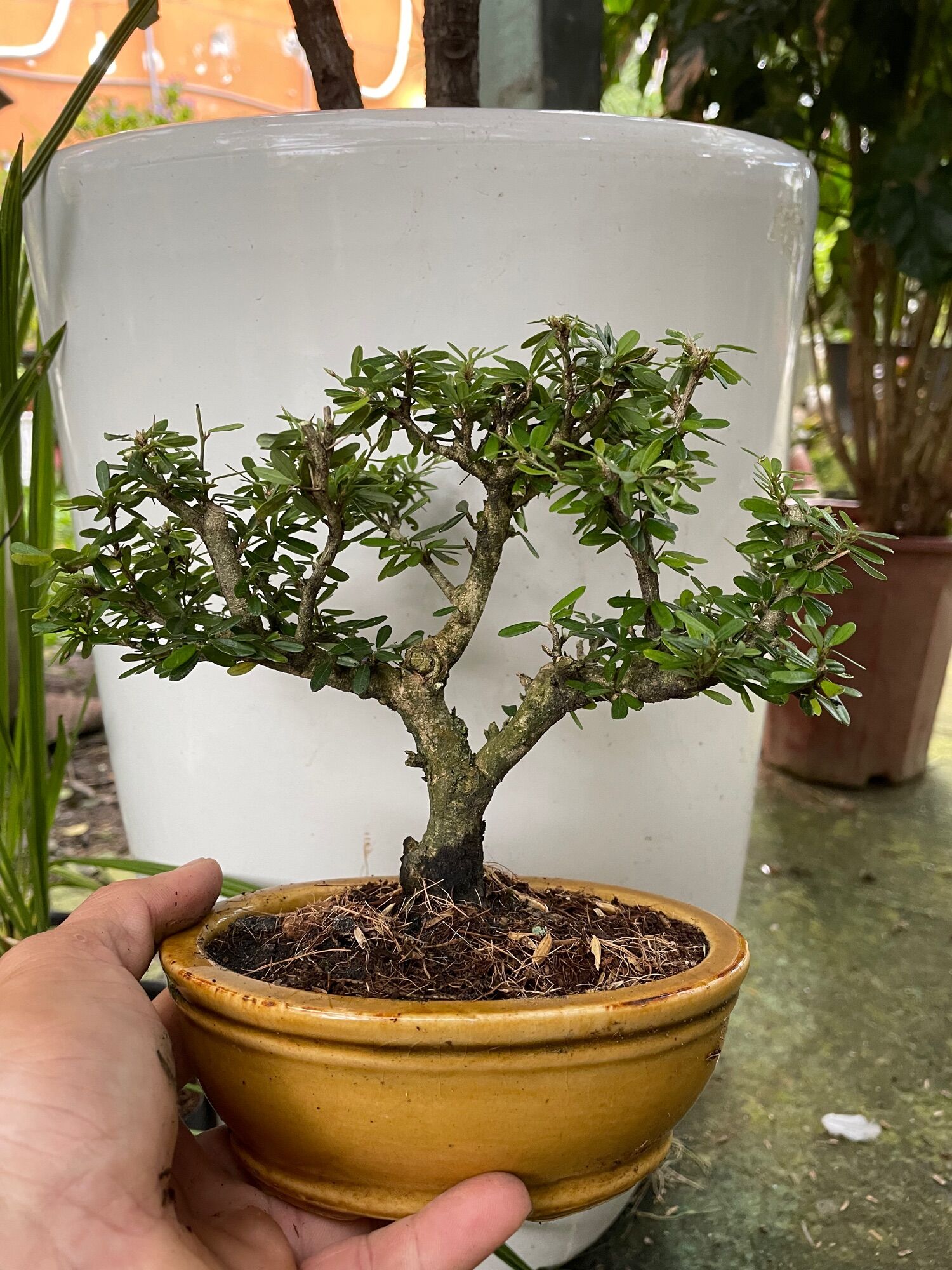 Bonsai Fir Tree for the Table