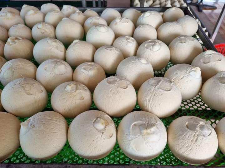 Dừa gọt trọc