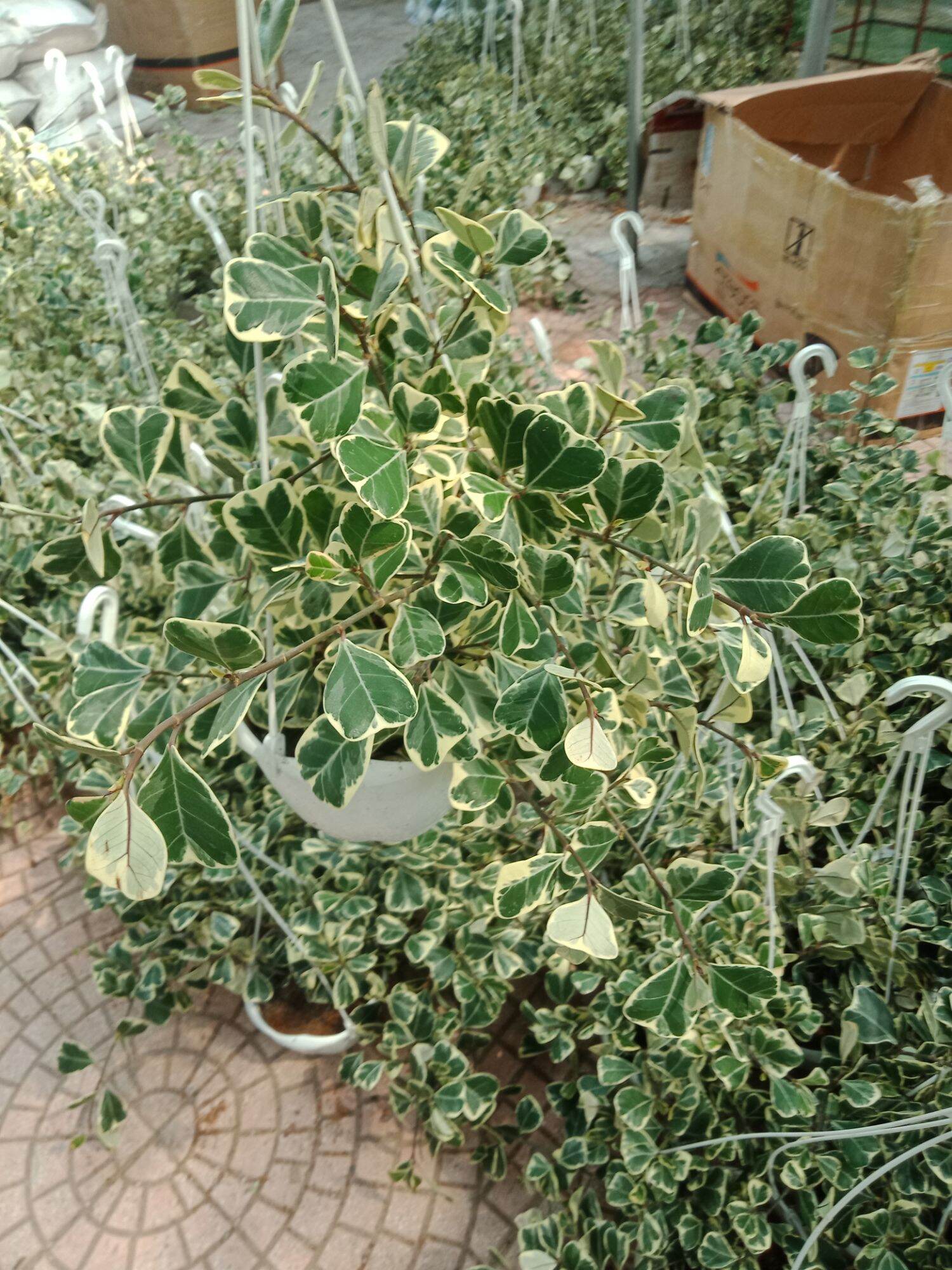 cây bàng lá biên