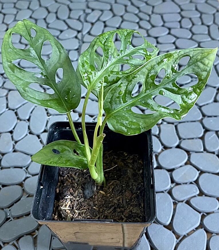 trầu bà lá lỗ Monstera adansonii Five Holes