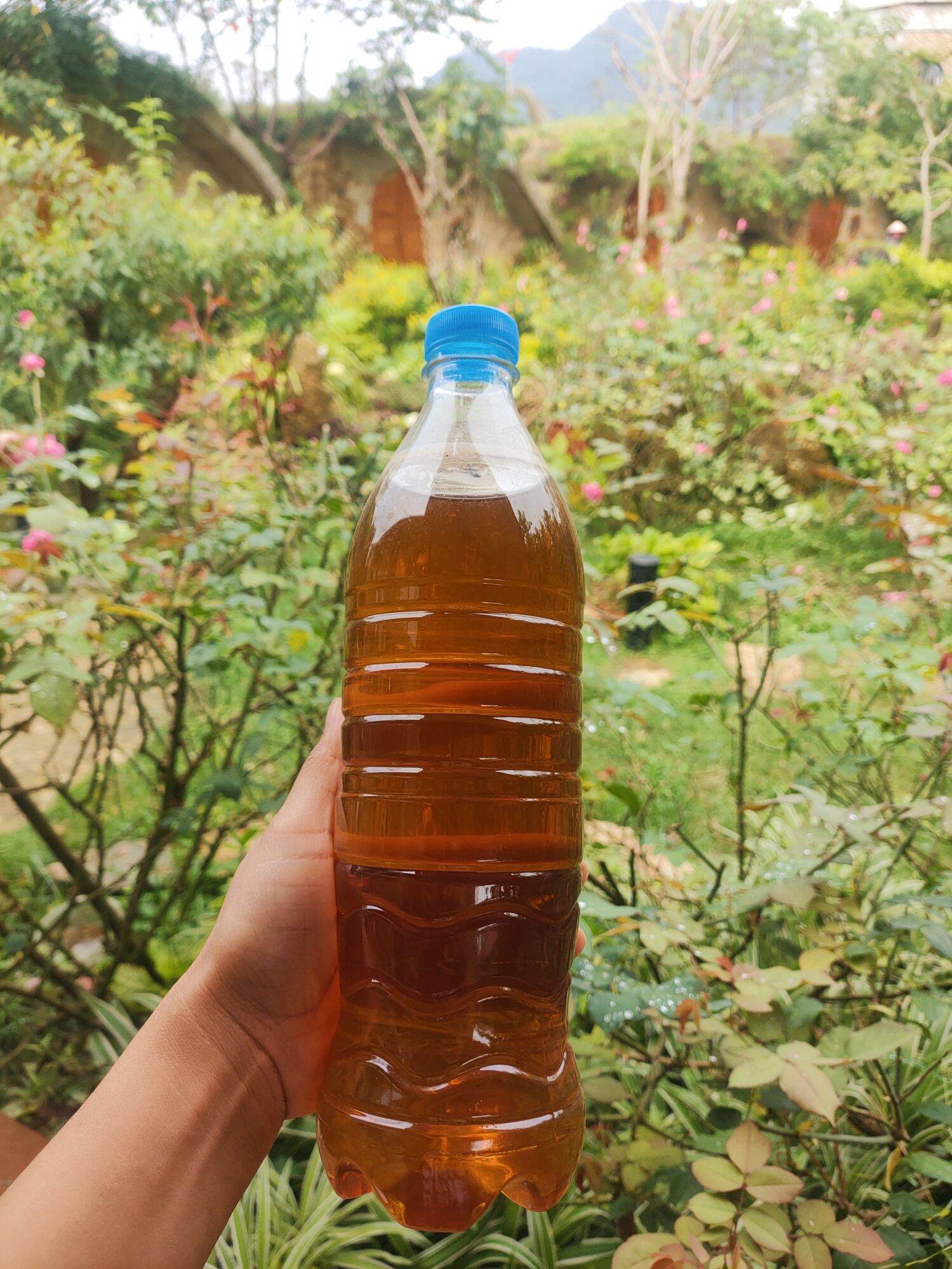 Mật ong hoa nhãn nguyên chất của nhà nuôi tại vườn nhãn Mộc Châu. chai 1 lít