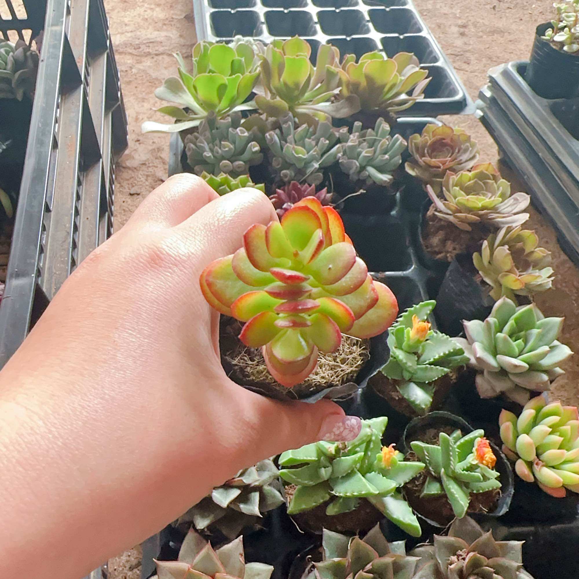 Sen đá thạch bích size bầu 3-5 cm xuất vườn đà Lạt