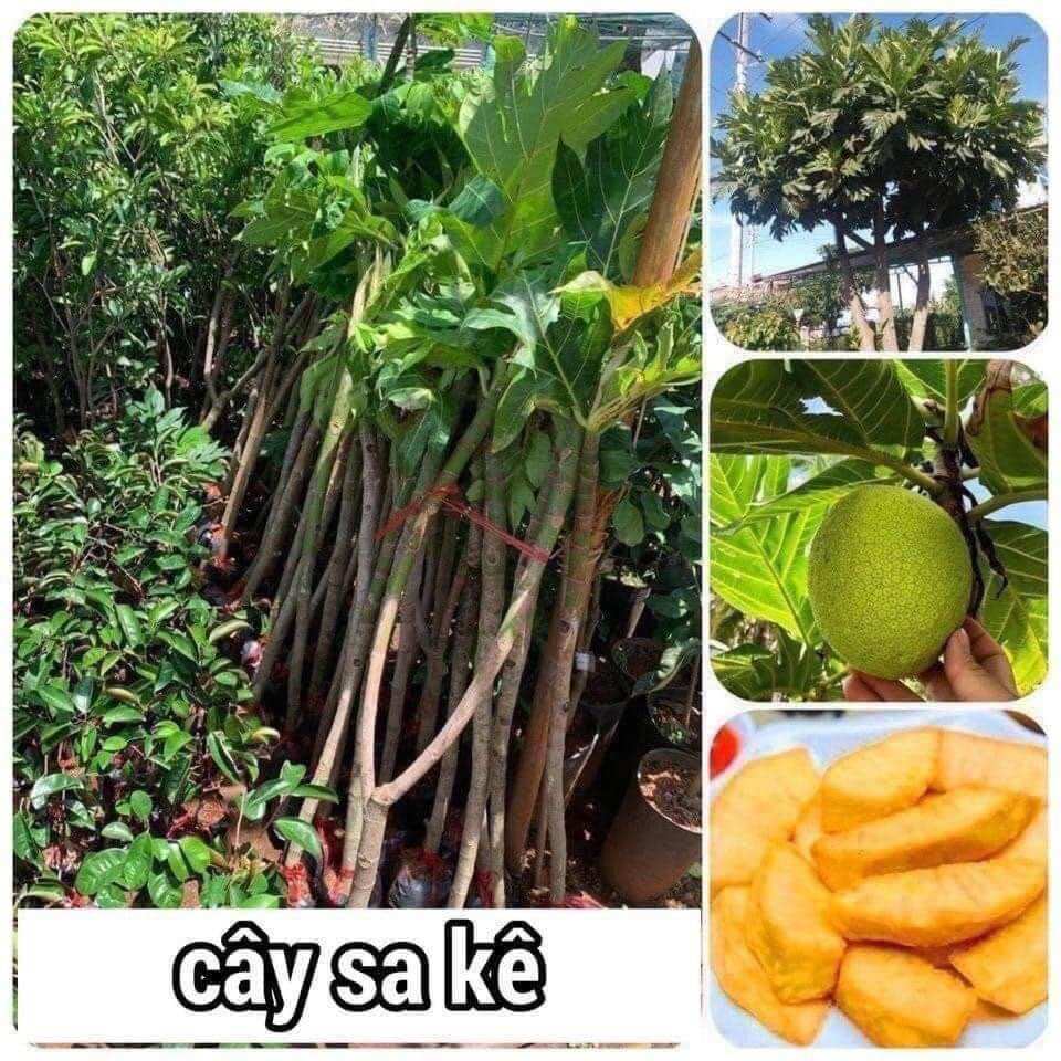 Cây sa kê giống