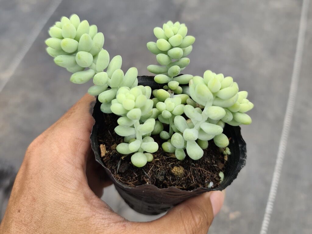 Sen đá chuỗi ngọc size bầu 3-5 cm xuất vườn đà Lạt