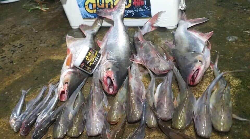 MỒI CÂU CÁ LĂNG THAILAND