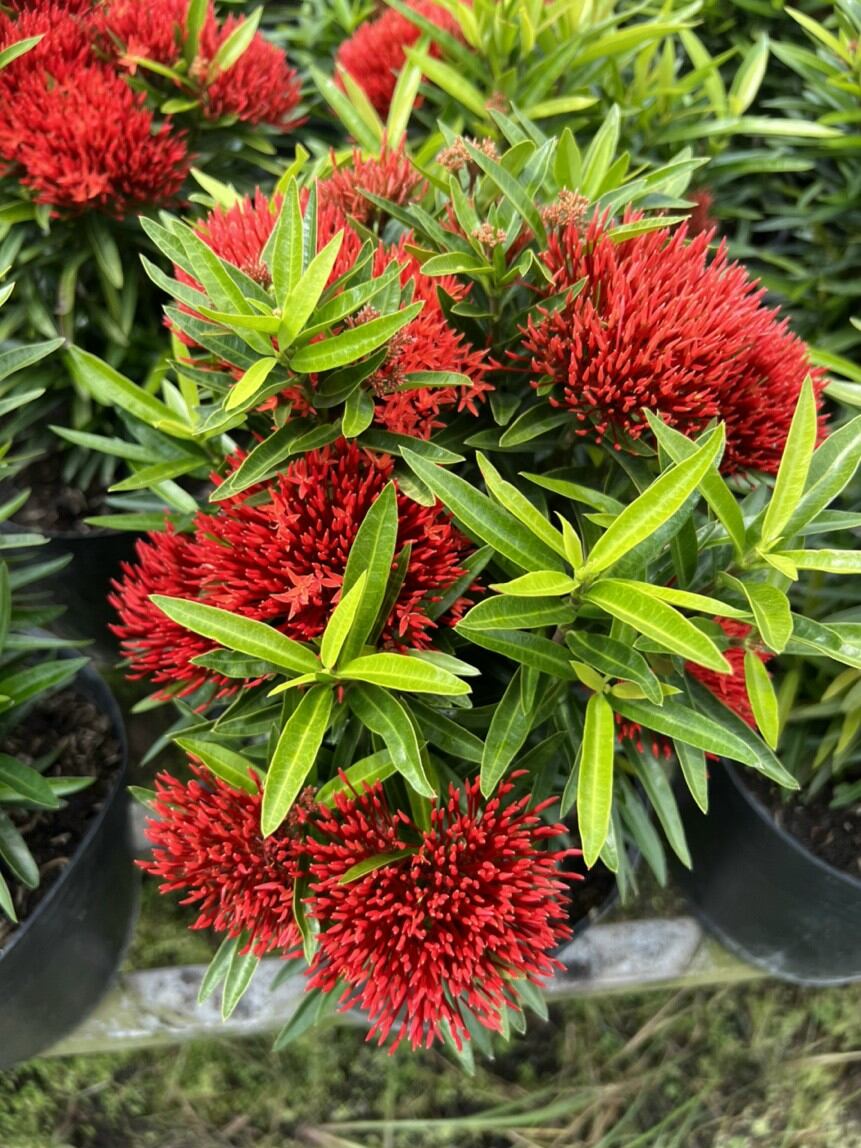 cây mẫu đơn đỏ lá kim