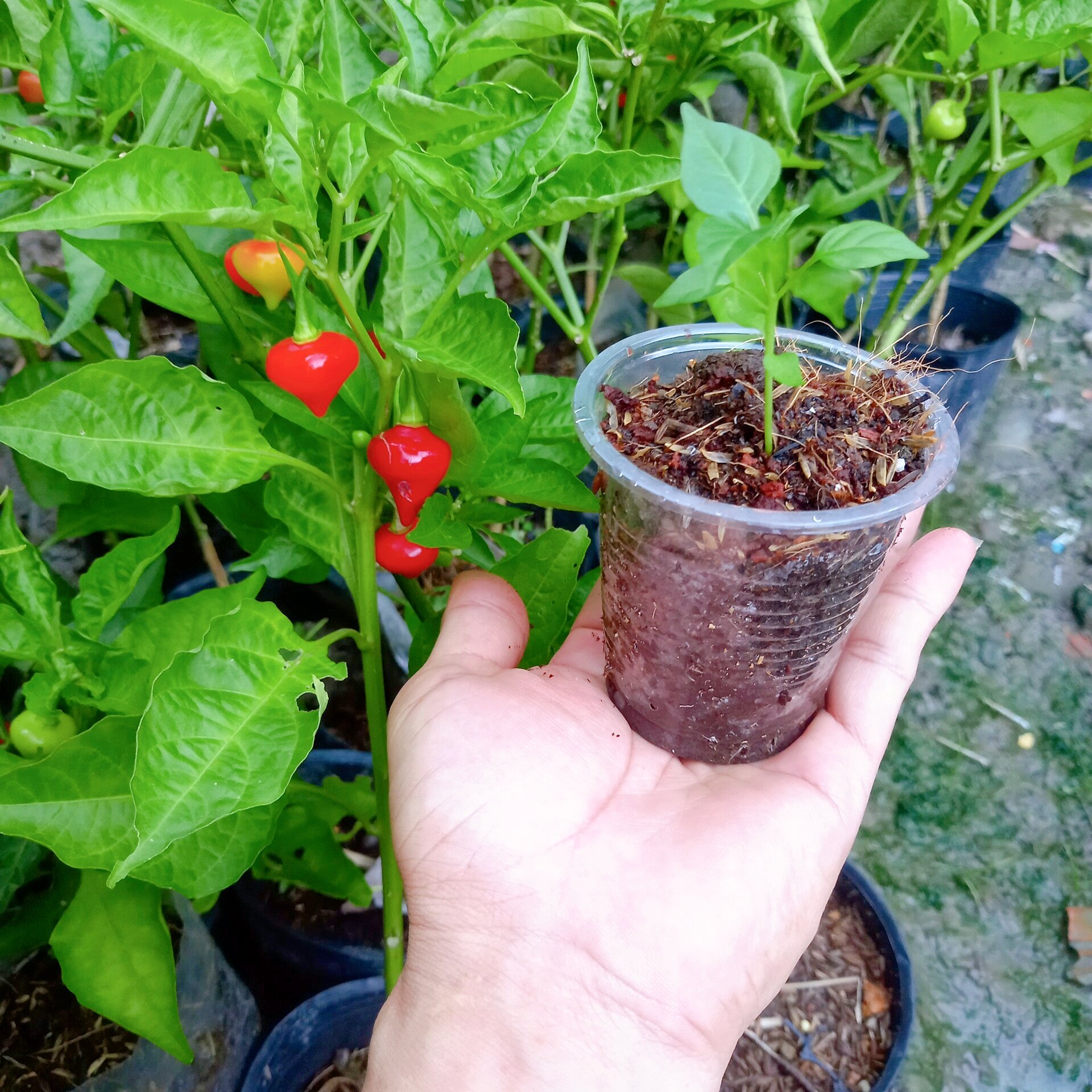 Cây ớt trái tim y hình bao chết
