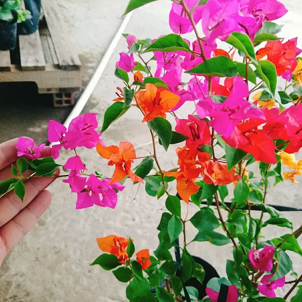 Cây hoa giấy ngũ sắc đã ghép