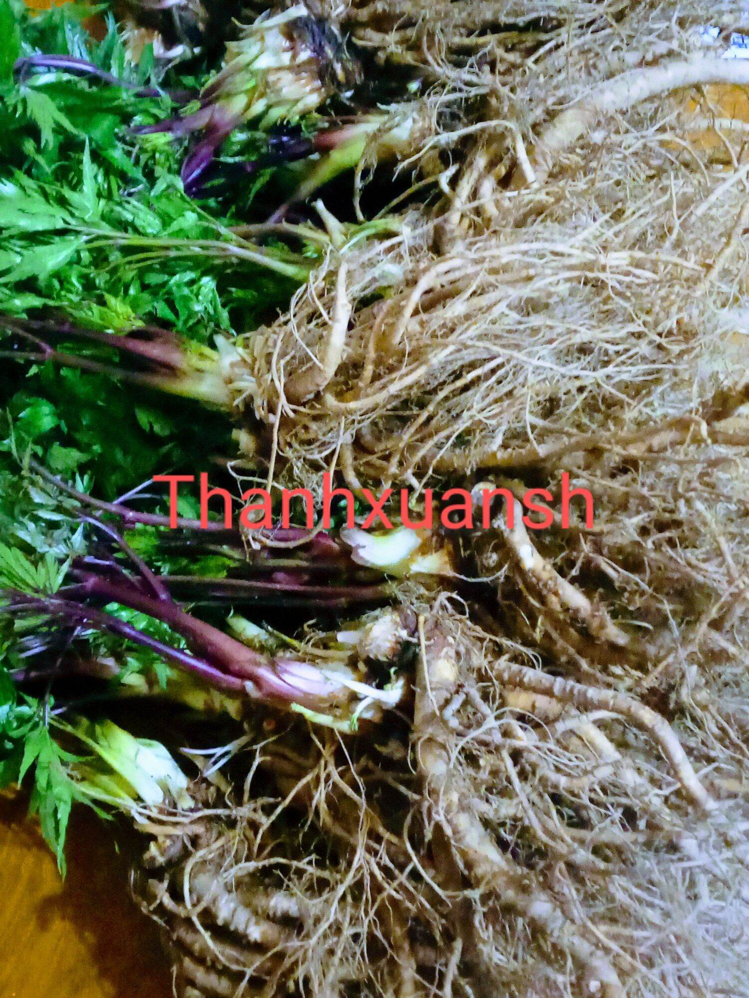2kg Sâm đương quy  Sìn Hồ - Lai Châu