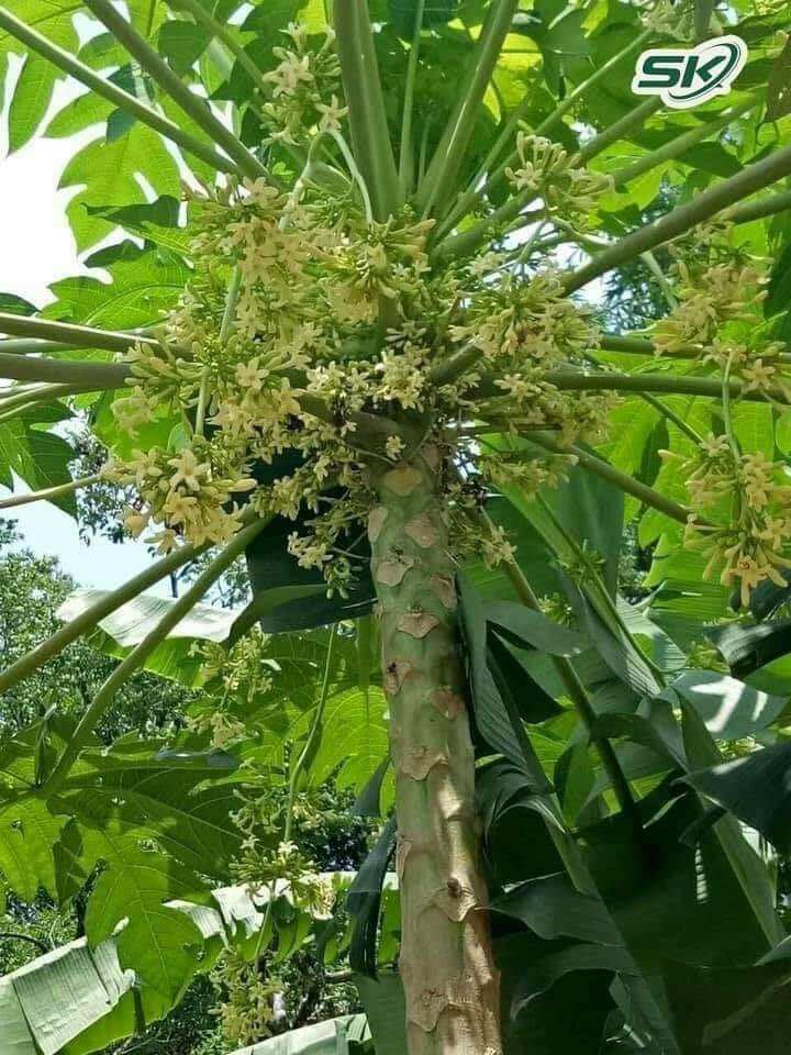 1kg hoa đủ đực tươi