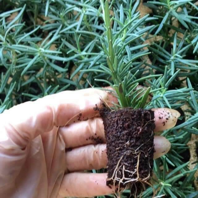 Cây giống hương thảo Rosemary