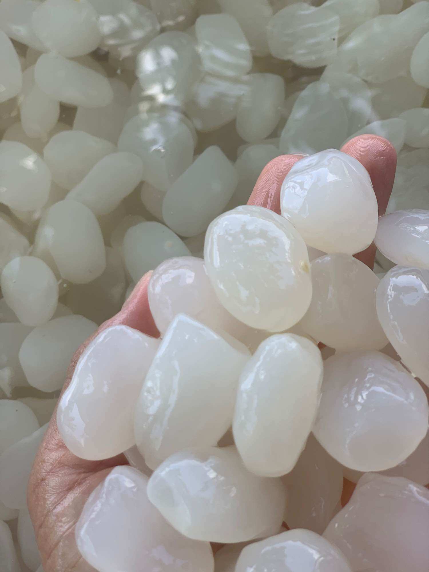 1kg hạt đác nha trang size to, mềm dẻo,ko cứng( có hút chân không)