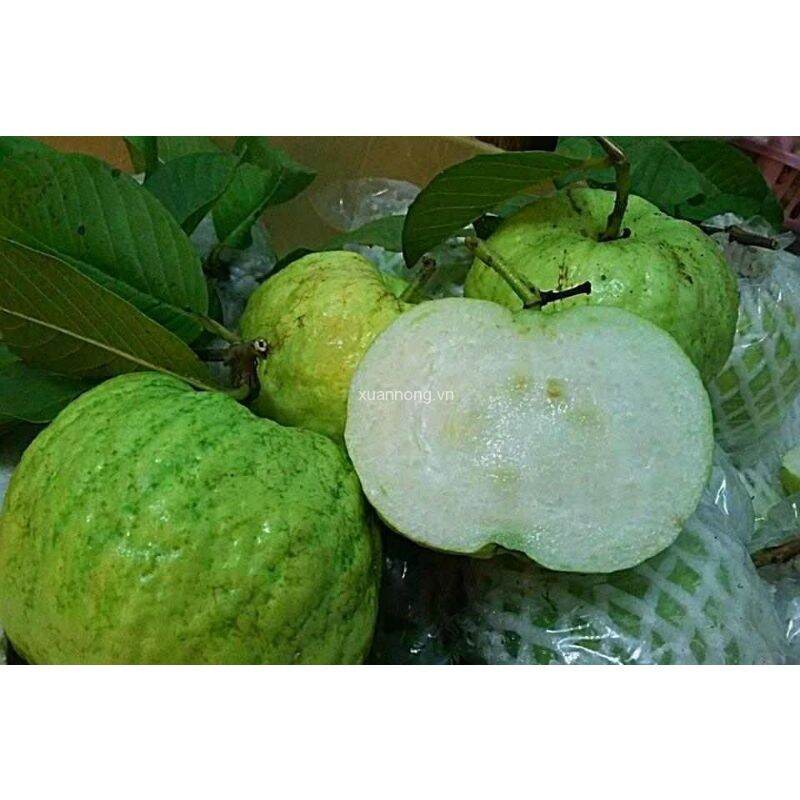 CÂY GIỐNG ỔI NỮ HOÀNG (trồng chậu siêu sớm)