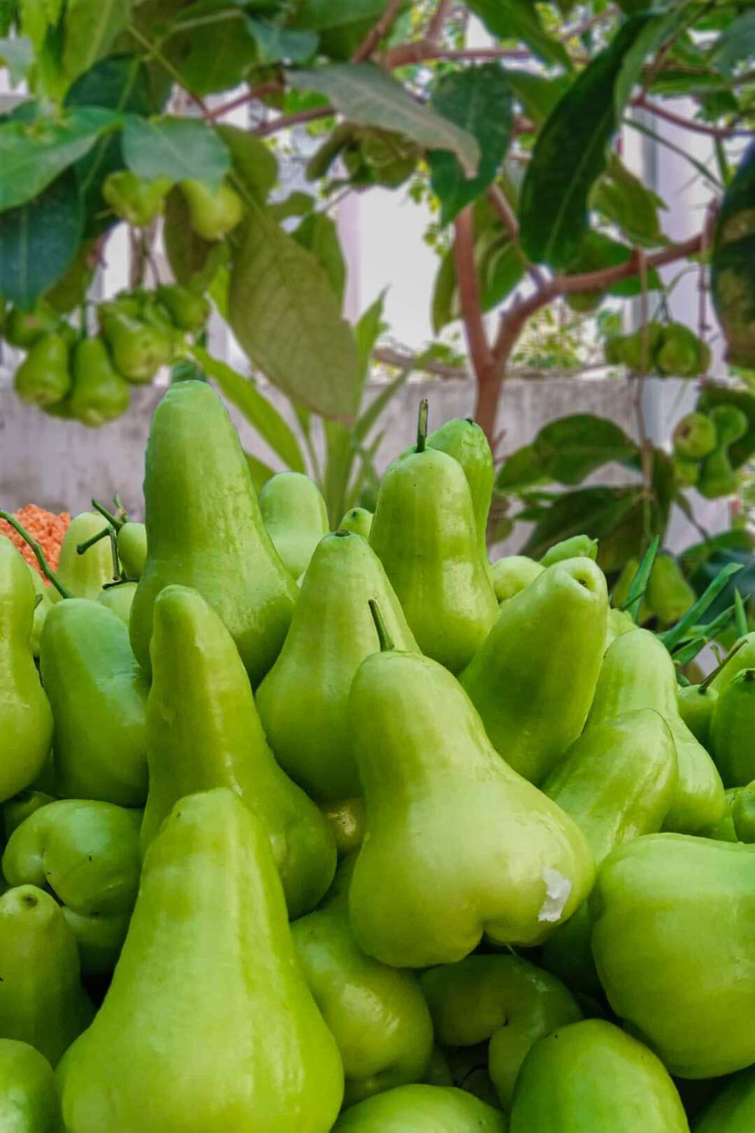 cây mận đường xanh