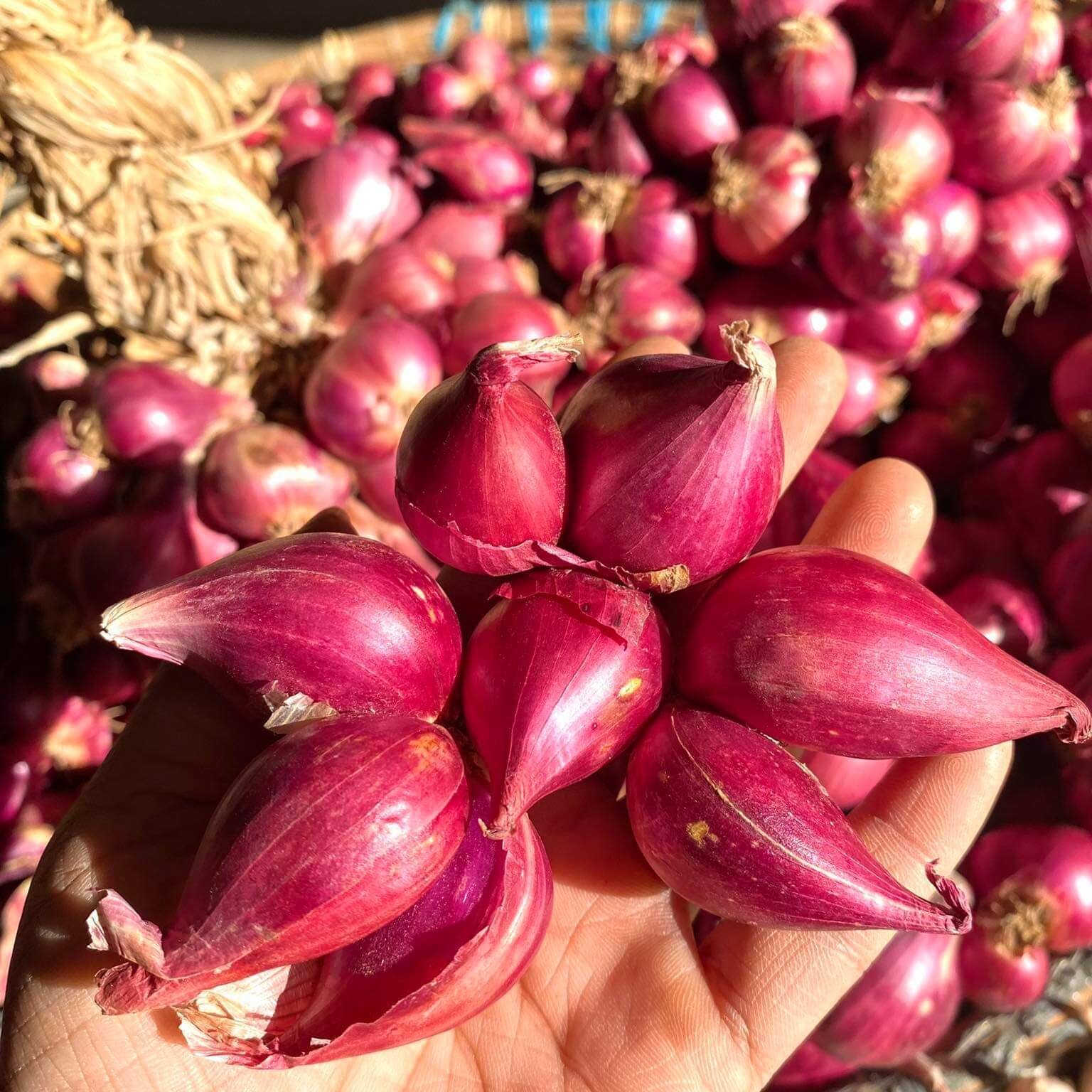 Hành tím Phan Rang chất lượng 500gr