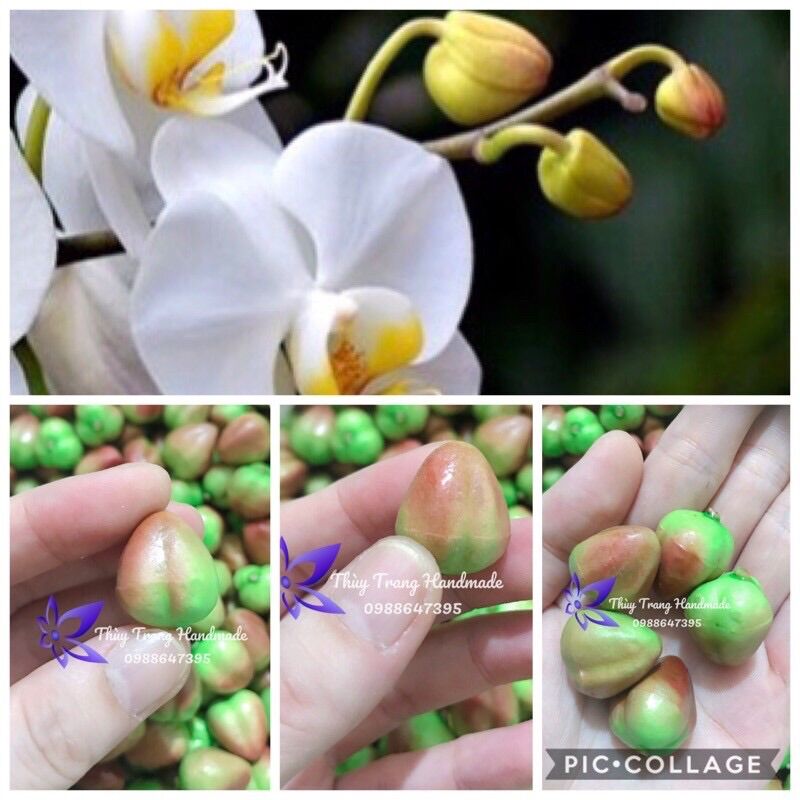 5 nụ hoa lan hồ điệp kích thước lớn như nụ thật