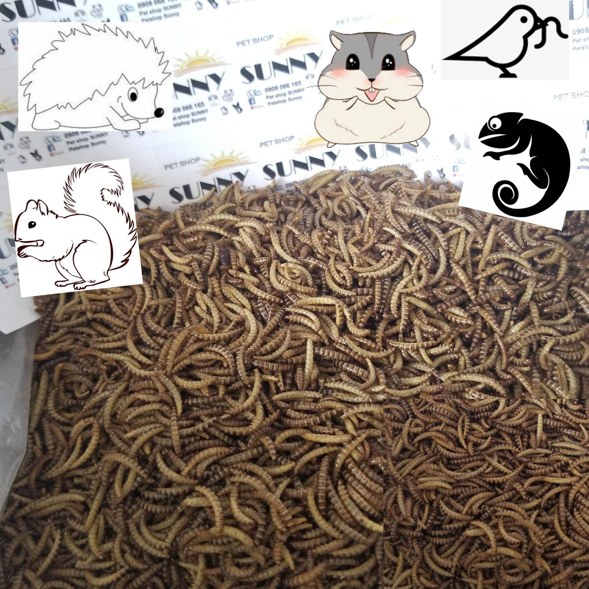 1kg sâu gạo rang cho hamster, sóc, nhím, chim