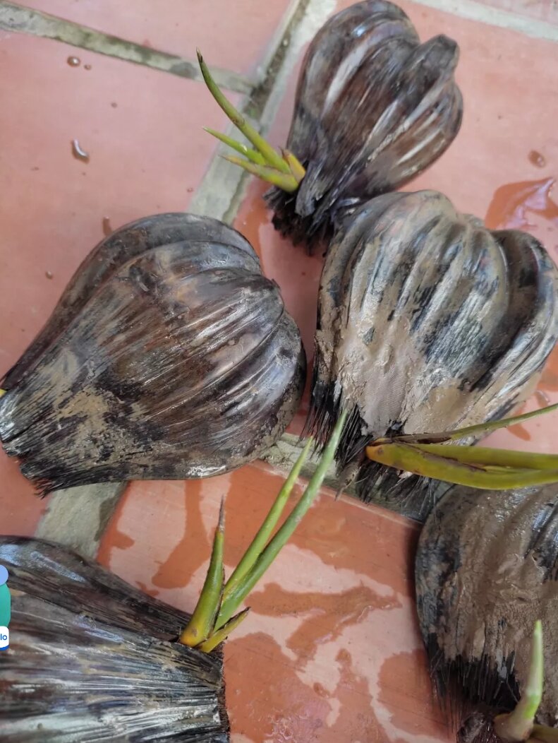 Cây dừa nước giống 20 cây