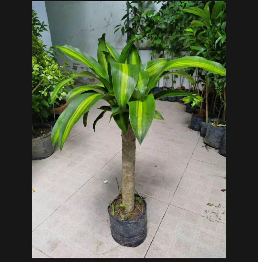 cây thiết mộc lan,may mắn,tài lộc