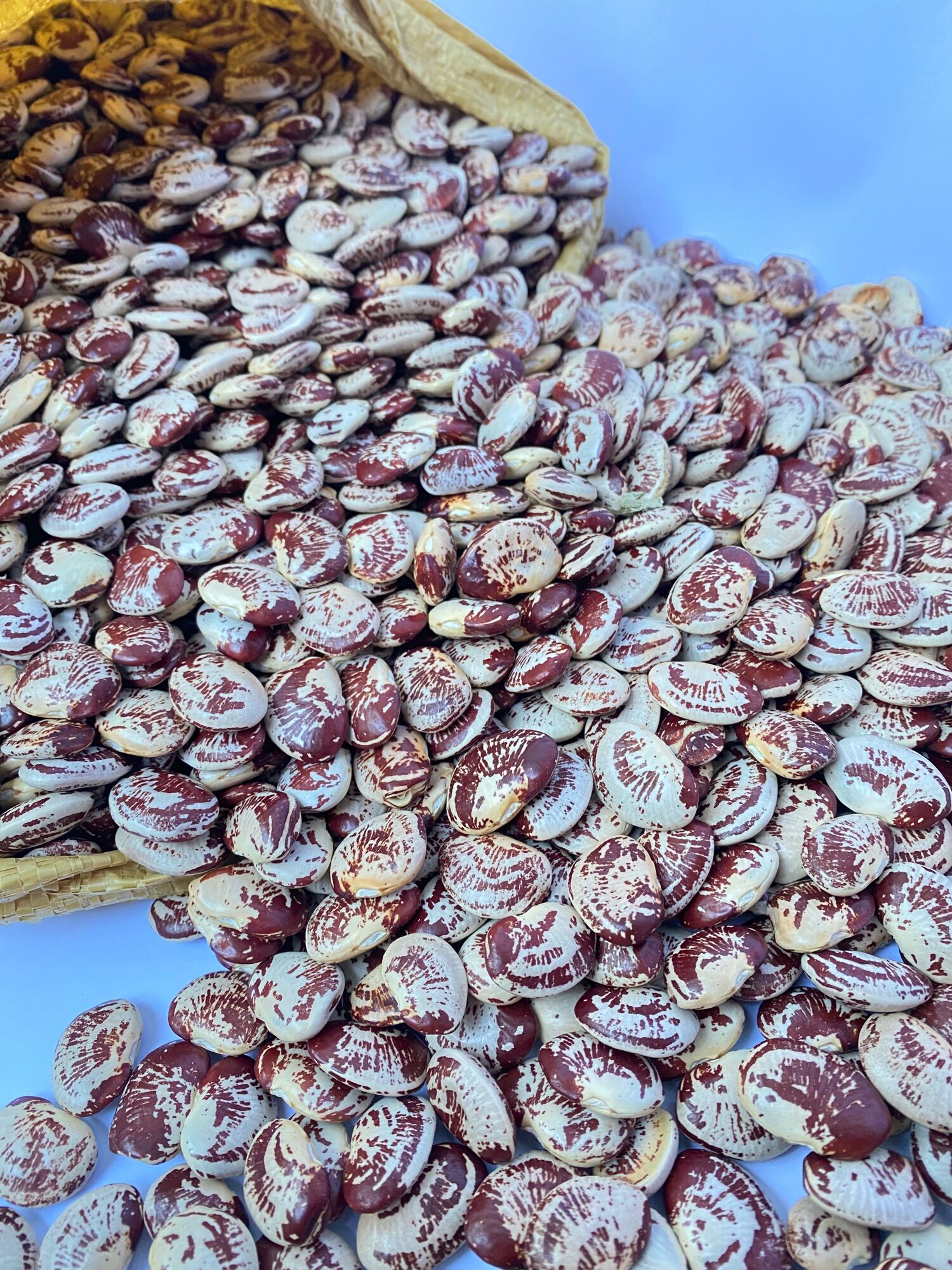 Đậu ngự đà lạt hàng đà lạt 1 kg giá rẻ