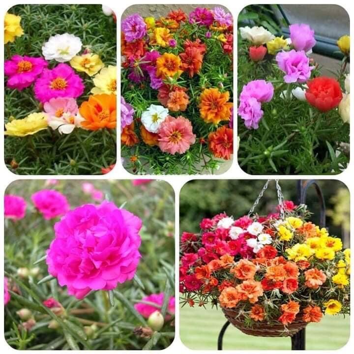 Hạt giống hoa mười giờ mỹ