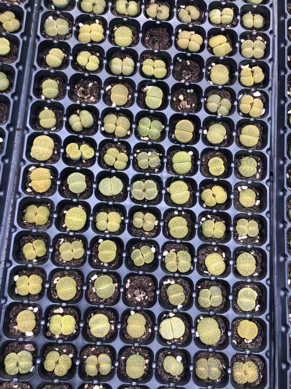 Sen mông, lithops, thạch lan xanh lá loại 2 đầu size 2,5c-3cm