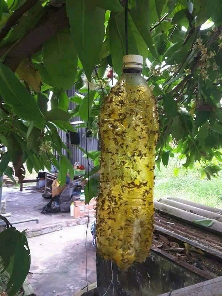 [HCM]Keo xịt bẫy ruồi vàng lọ 450ml