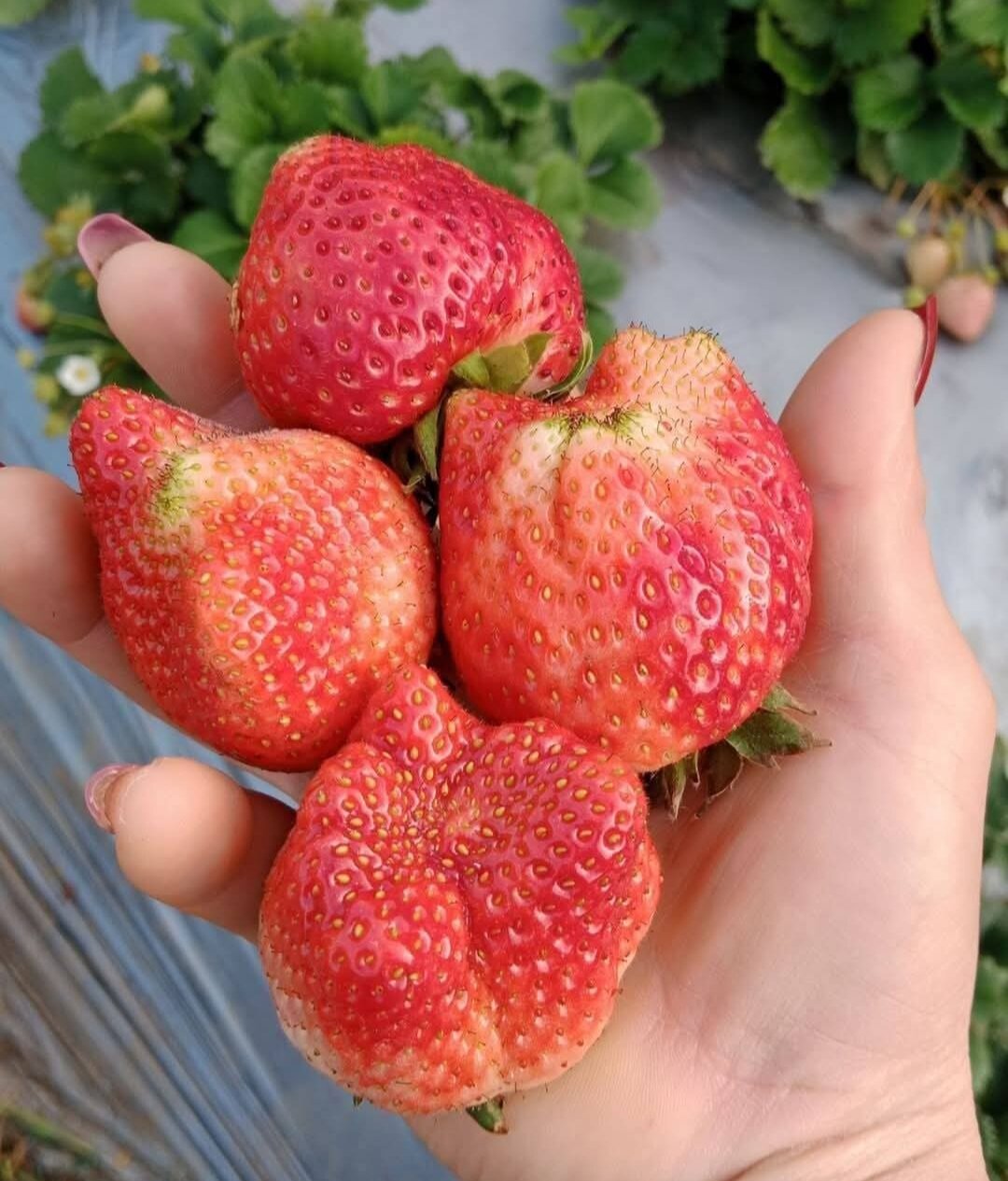 Dâu tây HÀN GOUSLE ( combo 10 cây mô vỉ - chuẩn giống)