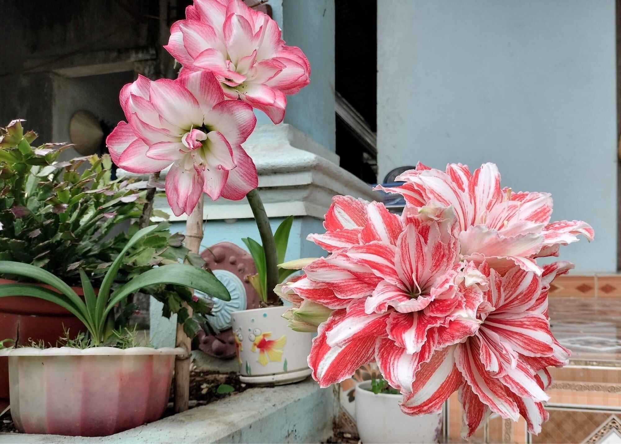 Tặng củ hoa Huệ kép( 5 củ)