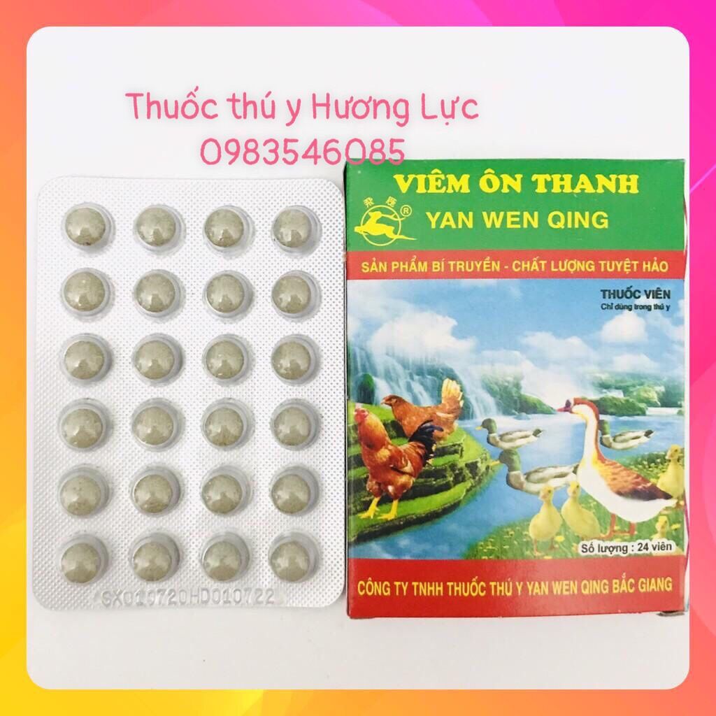 10 vỉ viên ôn thanh (24 viên 1 vỉ)