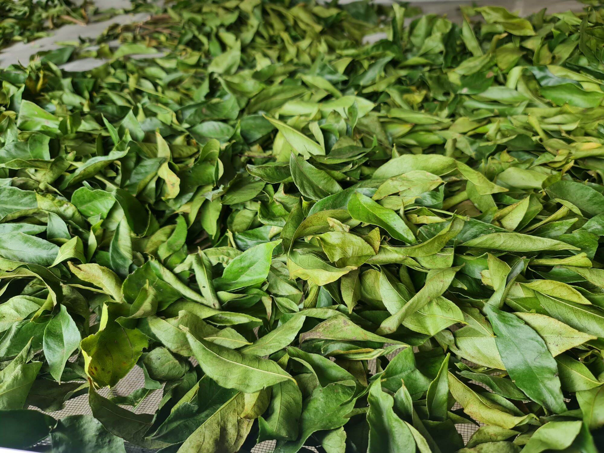 Bột Lá Mắc Mật