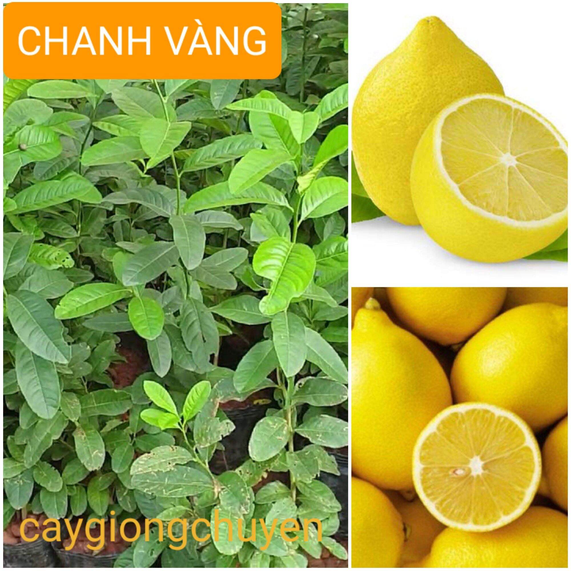 Giống cây chanh vàng ghép
