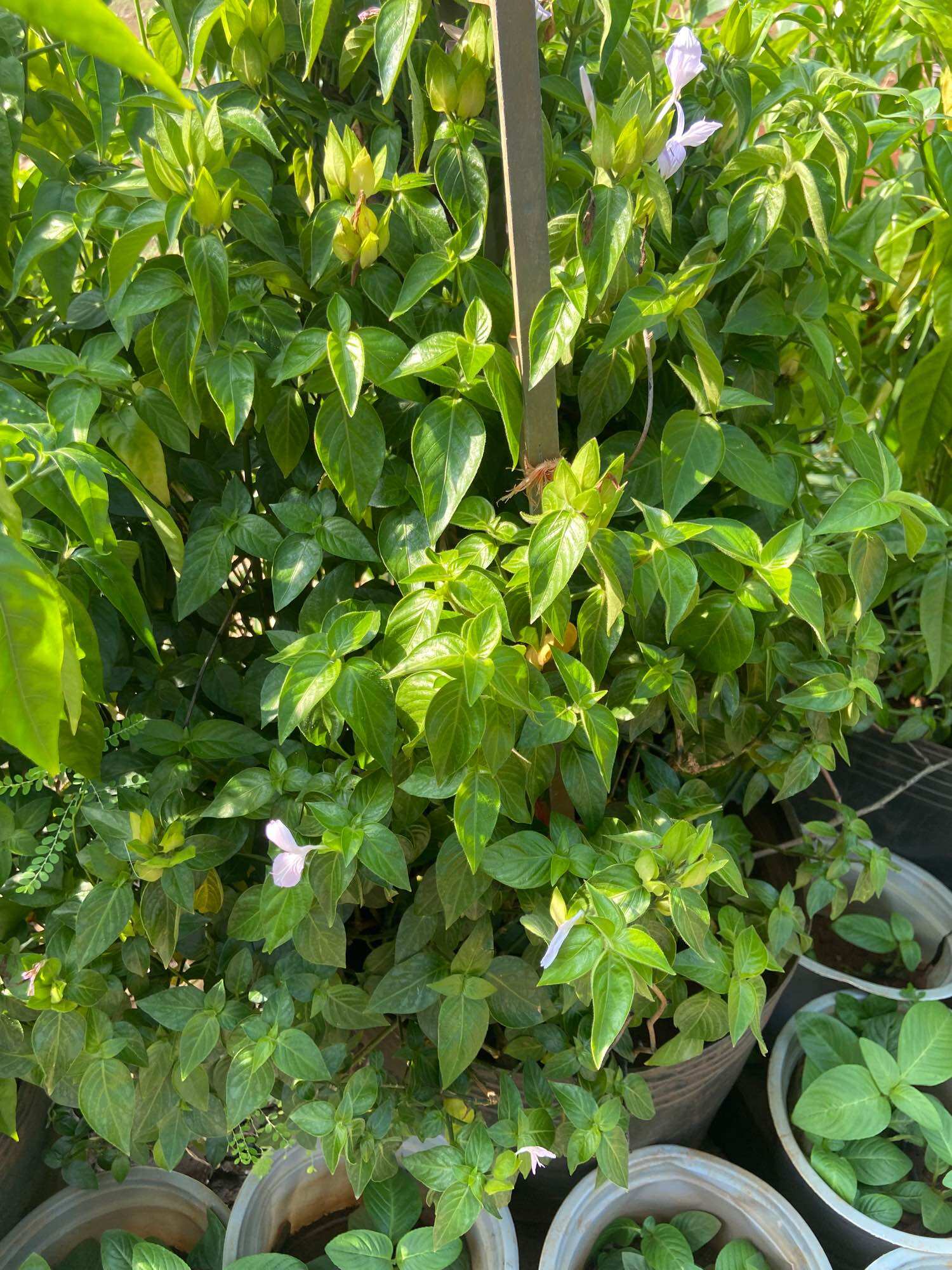 Cây lá cẩm đỏ, lá cẩm tím