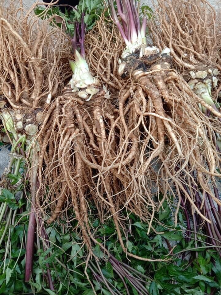 Sâm đương quy tươi Sìn Hồ Lai (120k/kg)