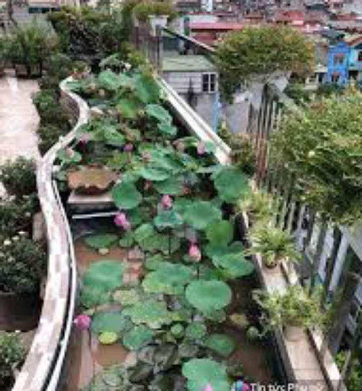 100 hạt giống hoa sen ta trồng đầm