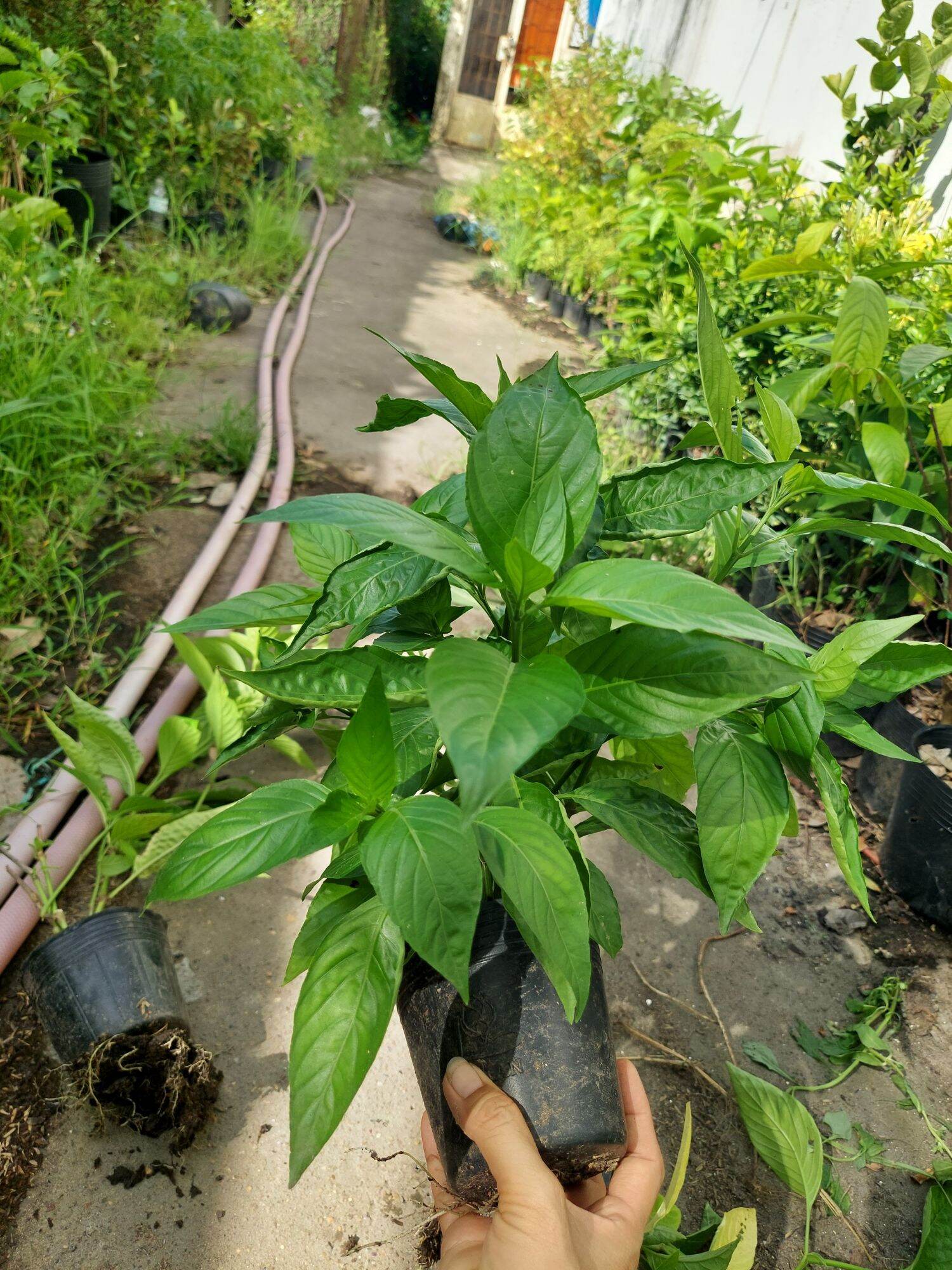 Chậu cây Lá Cẩm thơm tím giống Thái, dùng nấu xôi, làm bánh, nấu ăn...