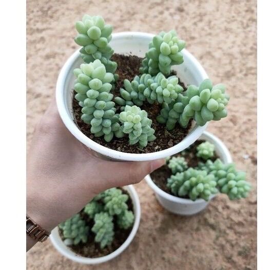 Sen đá ngọc size trung 5-7cm xuất vườn đà Lạt