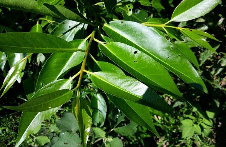 lá vối khô 500g